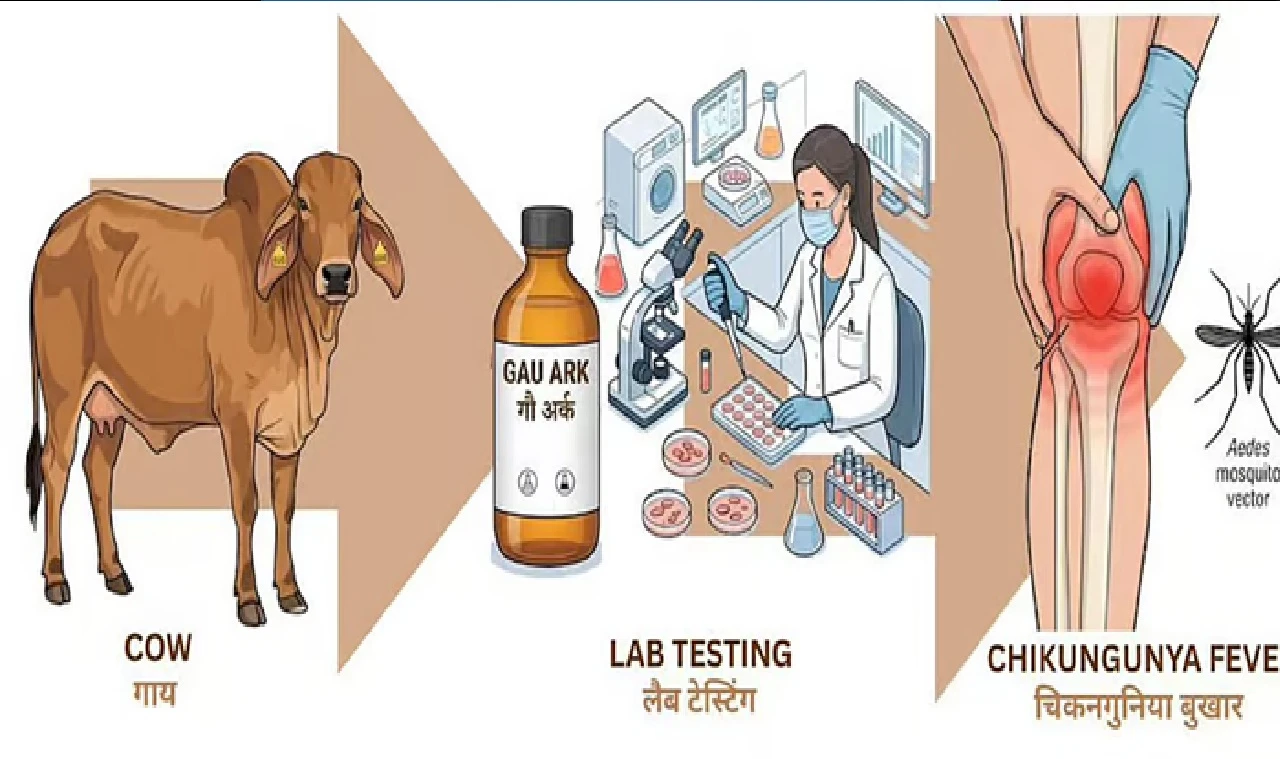 IIT Roorkee Study Finds Cow Urine Extract Effective Against Chikungunya Virus, Sparks Online Debate