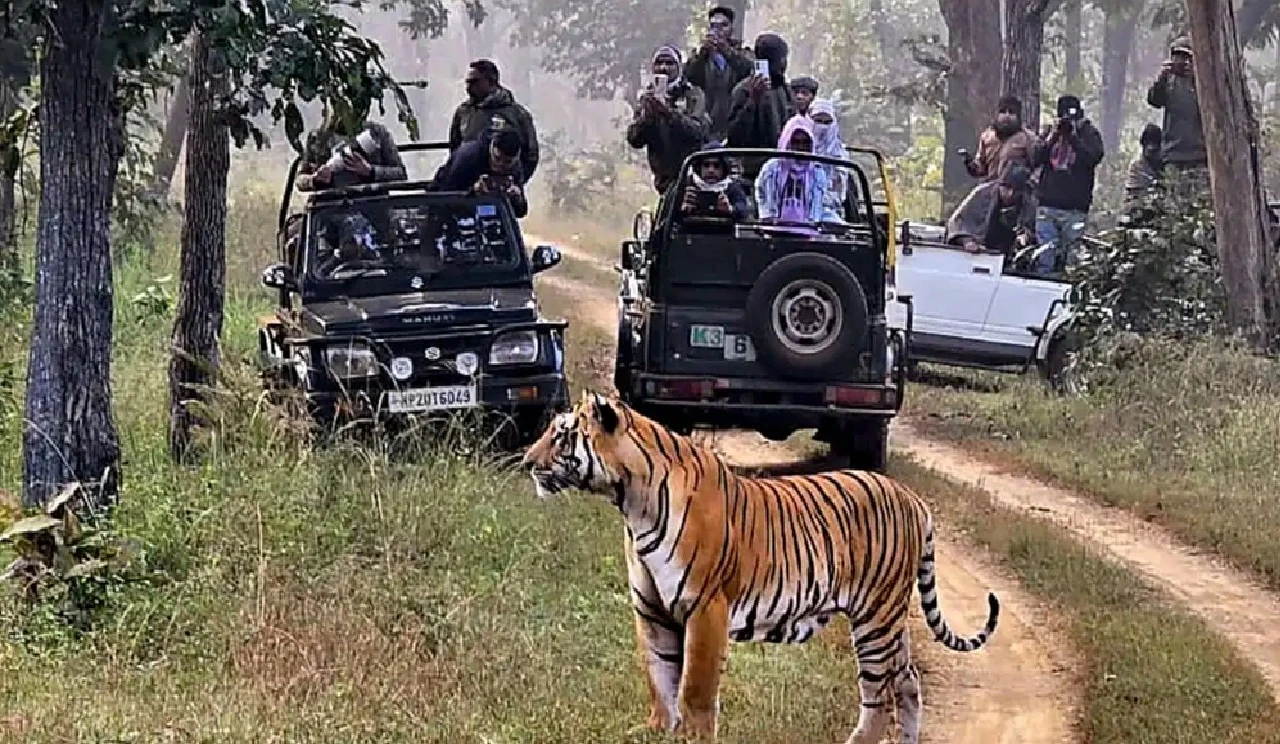 Bandipur and Nagarahole Tiger Reserves Set to Resume Full-Scale Jungle Safaris