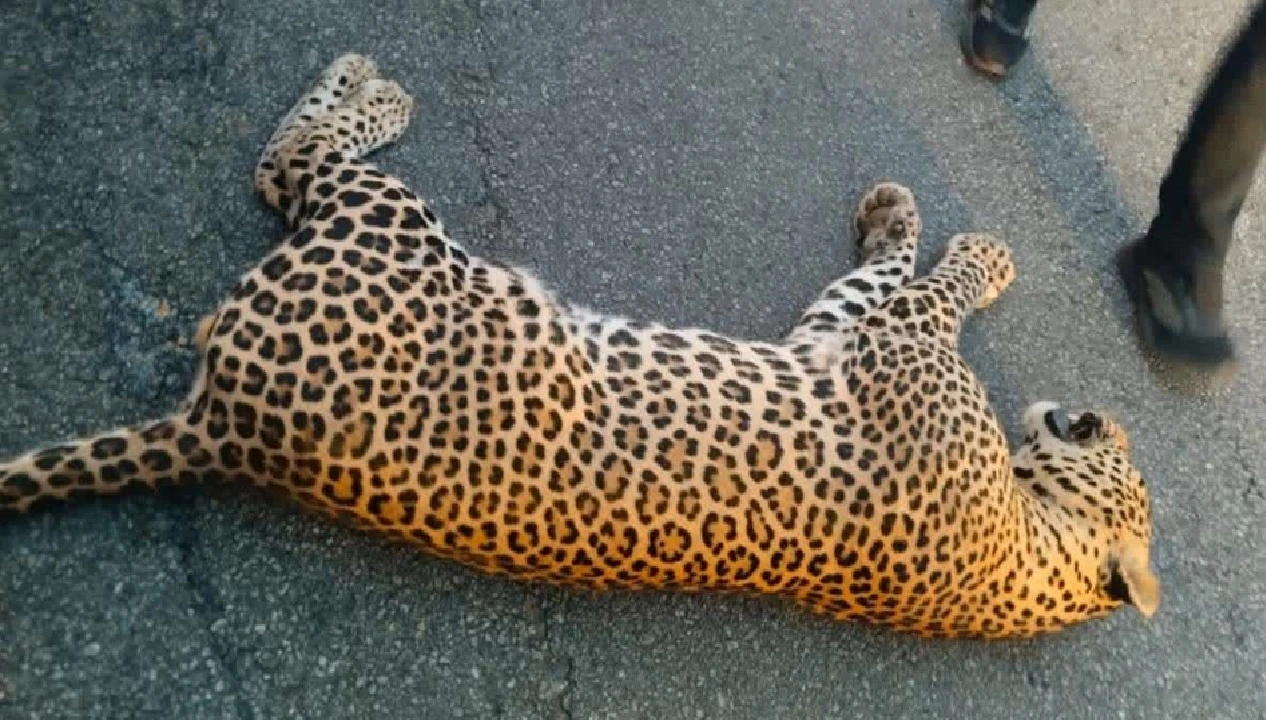 Mysore: Leopard Killed in Hit-and-Run on Hunsur-Mysore Highway Near Arabithittu Wildlife Sanctuary