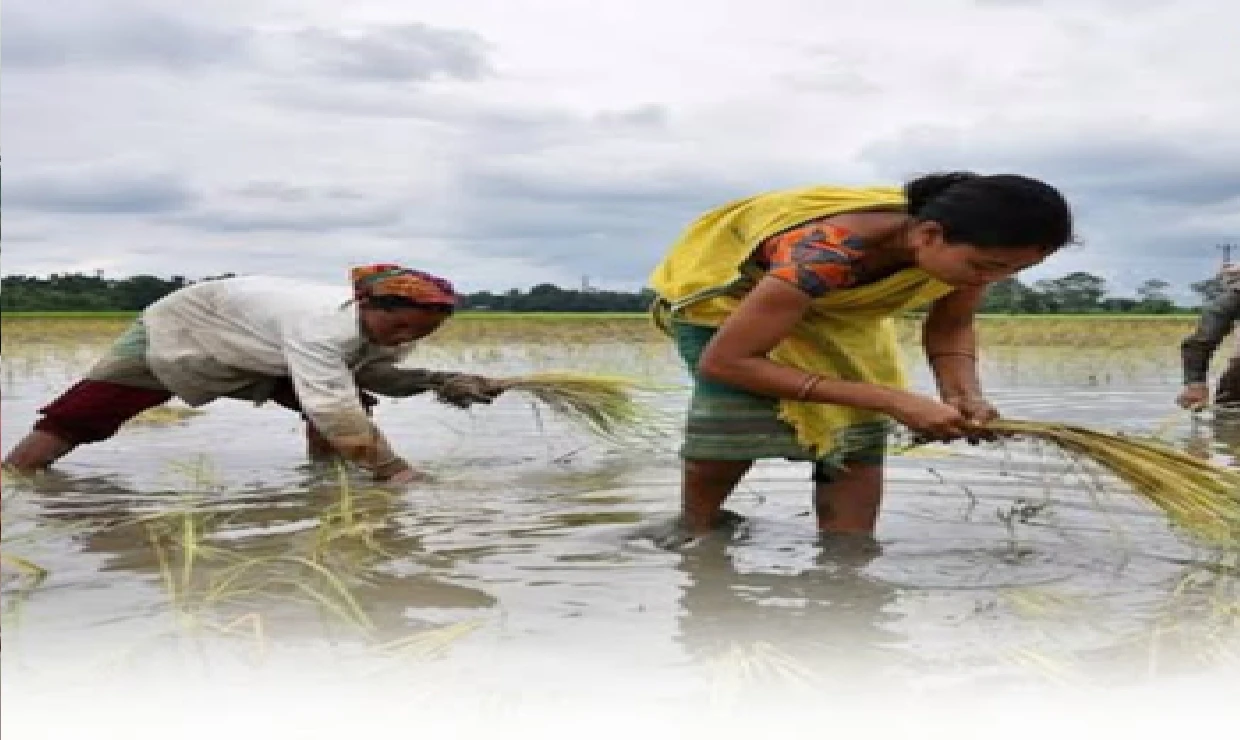 Rice Prices Surge in Karnataka: Consumers Hit Hard as Staple Grain Becomes More Expensive
