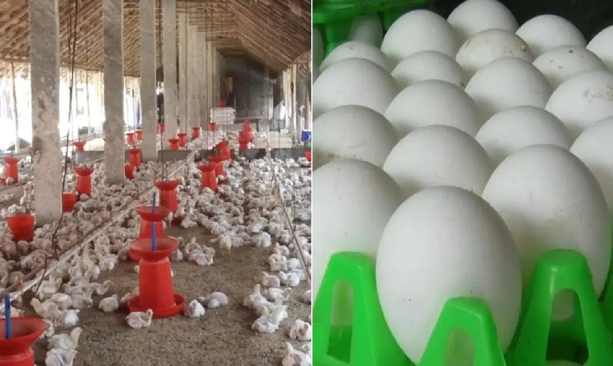Ashadha Begins with a Shock for Meat Lovers: Chicken and Egg Prices Hit Record Highs