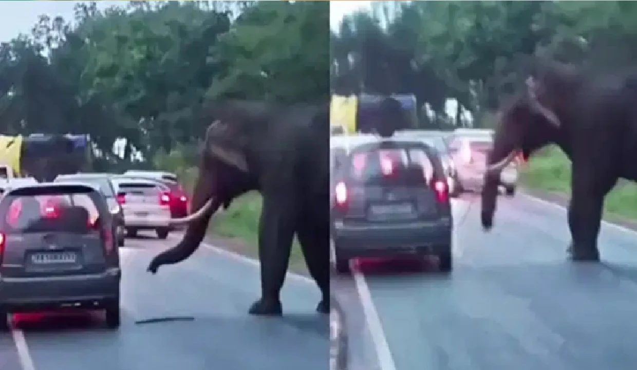 Wild Elephant 'Vegetable King' Returns to Bandipur, Targets Cars and Terrifies Travelers