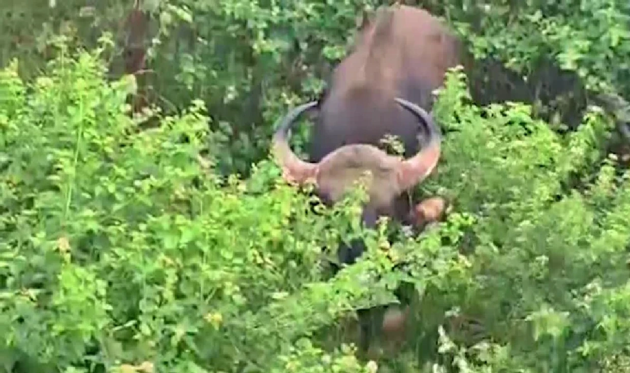 Chikkamagaluru: 45-Year-Old Man Killed in Second Indian Bison Attack Within 15 Days, Sparks Outrage in Malnad
