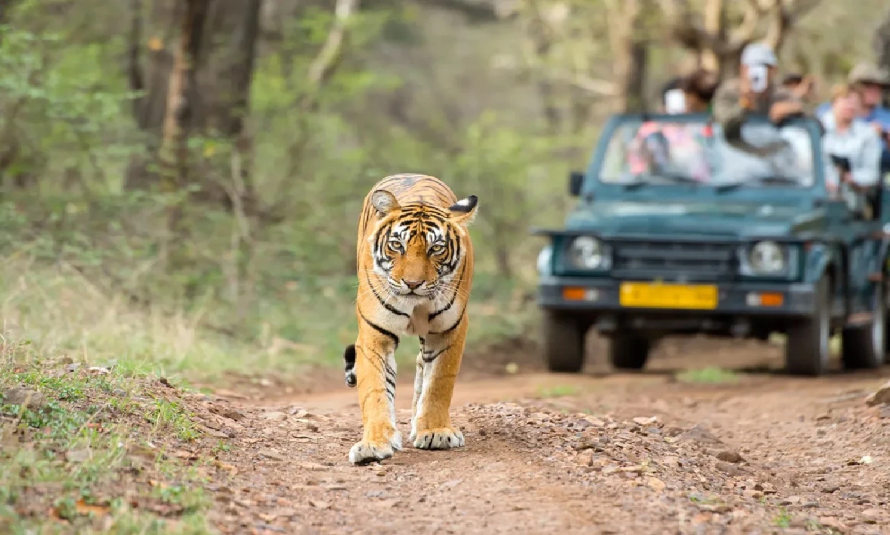 Bandipur Safari Fees Hiked by 40%: Steep Price Rise from September 1 Sparks Disappointment Among Locals and Middle-Class Tourists