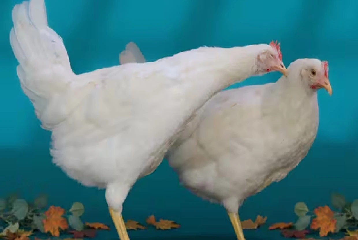 Is Eating Broiler Chicken Every Day Safe? Here Is What a Clinical Nutritionist Reveals About the Myths and Health Benefits